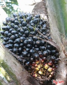 co ỏm phú thọ
